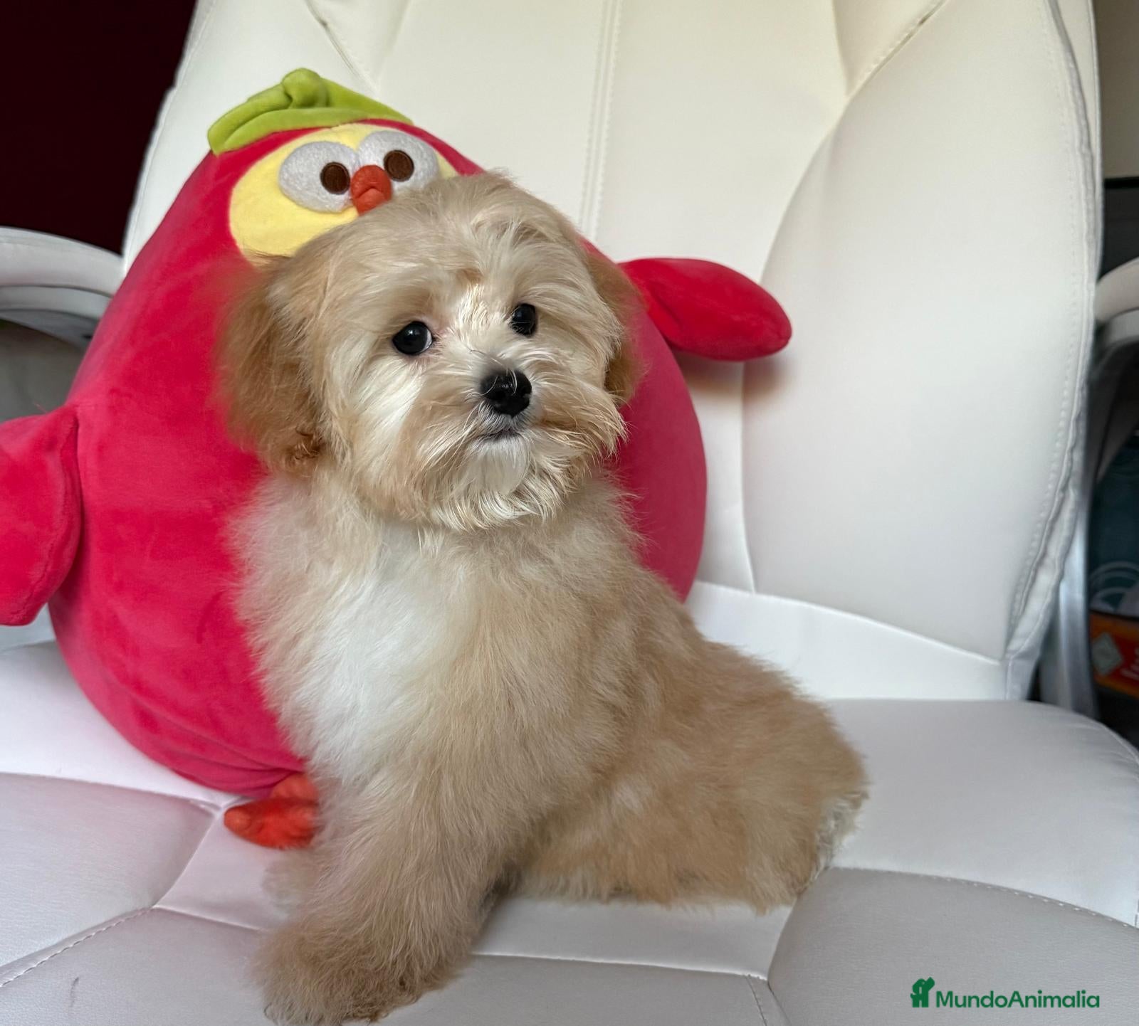 Maltipoo perros en venta: Maltipoo Hembra lista para entregar!!! - Anuncio 6