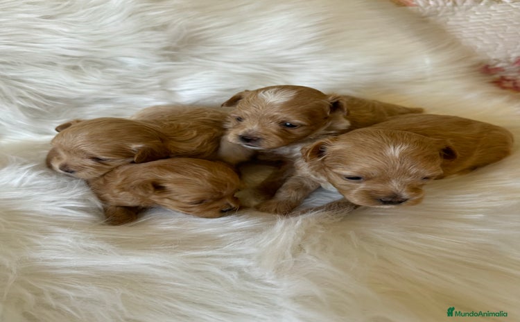 Maltipoo perros - Anuncio 4