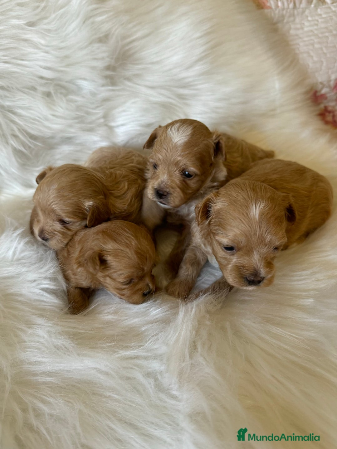 Maltipoo perros en venta: Maltipoo  - Imagen 1