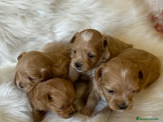 Maltipoo perros - Anuncio 8