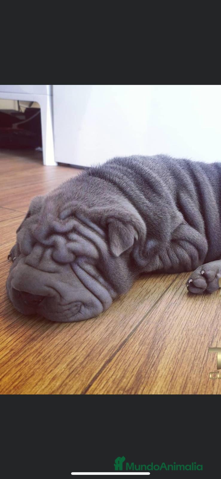 Shar Pei perros PRECIOSOS BEBE SHAR PEI en Málaga - Anuncio 2