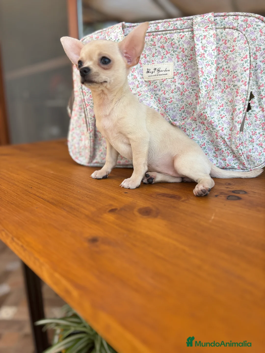 Chihuahua perros en venta: Chihuahua Hembra color blanco crema. - Anuncio 10