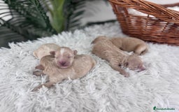 Maltipoo perros en venta: MALTIPOO MACHOS - Imagen 12