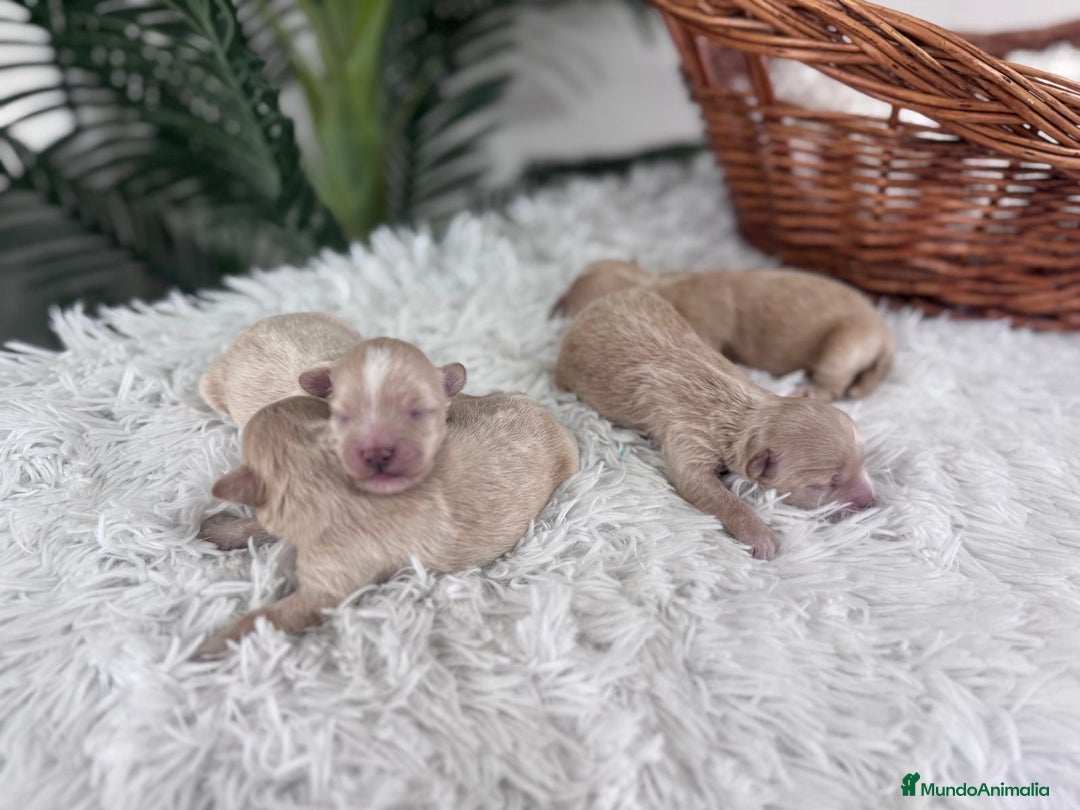 Maltipoo perros en venta: MALTIPOO MACHOS - Imagen 12