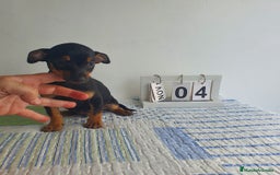 Pinscher Miniatura perros en venta: Pinscher miniatura  - Imagen 1