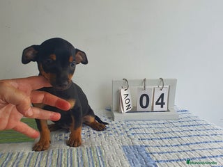 Pinscher Miniatura perros - Anuncio 5