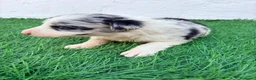 Border Collie perros en venta: Border Collie merle blue - Anuncio 11