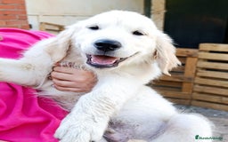 Golden Retriever perros en venta: Golden retriever - Imagen 8