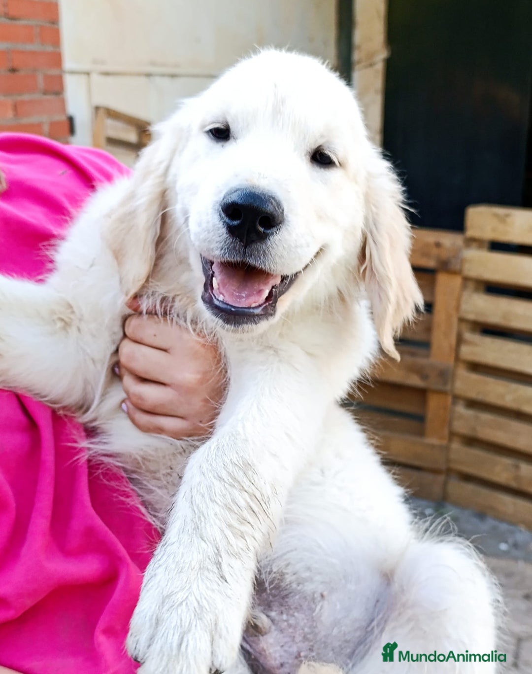Golden Retriever perros en venta: Golden retriever - Imagen 8