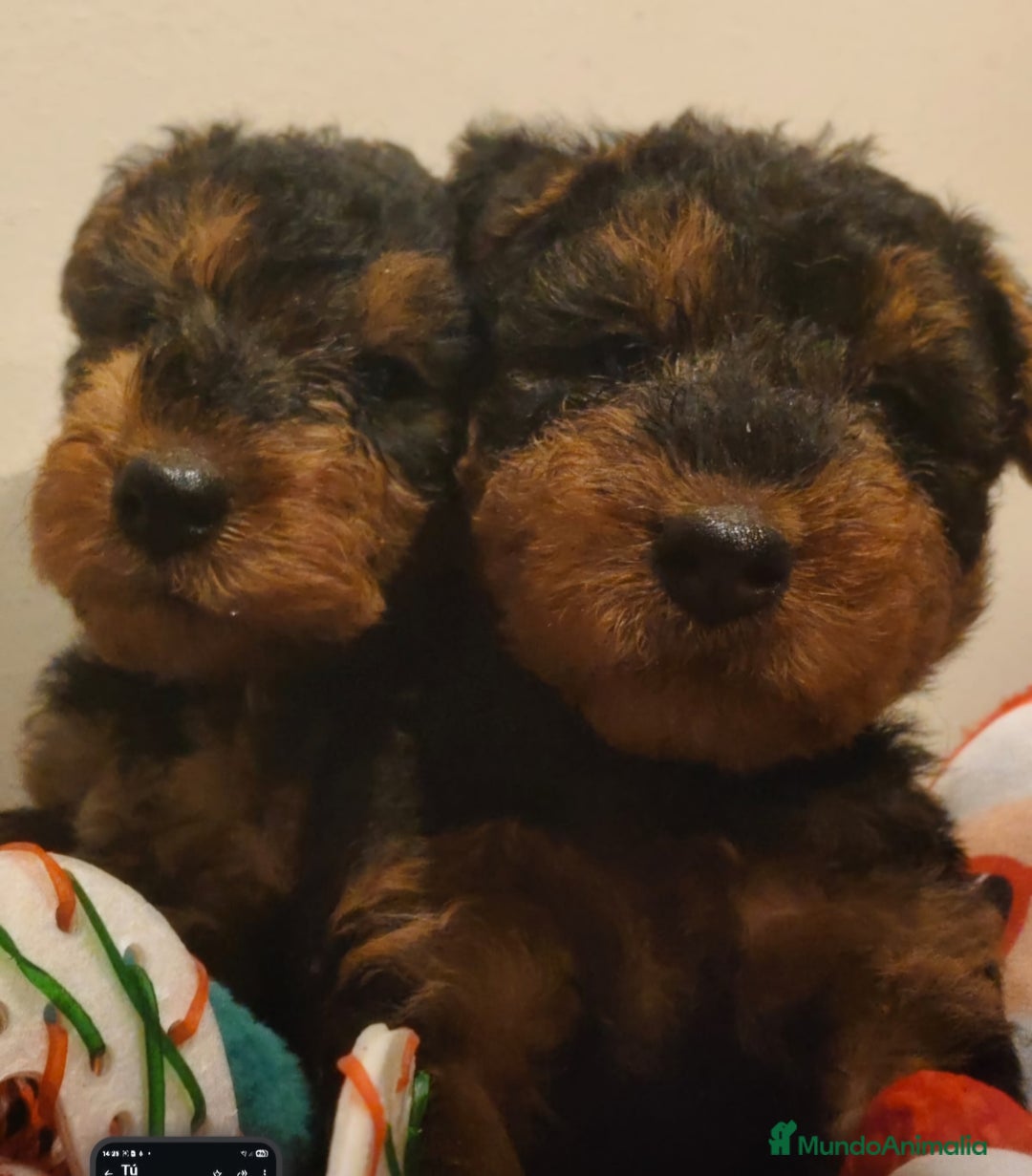 Welsh Terrier perros en venta: Preciosos cachorros - Anuncio 3