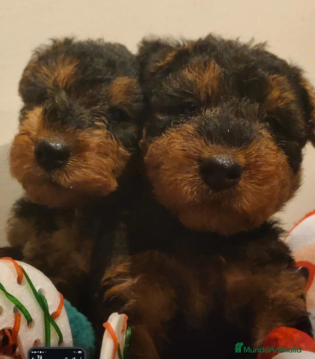 Welsh Terrier perros en venta: Preciosos cachorros - Anuncio 3