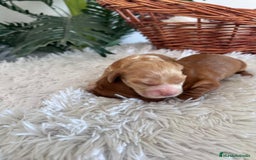 Cocker Spaniel Inglés perros en venta: COCKER SPANIEL INGLÉS HEMBRA - Imagen 9