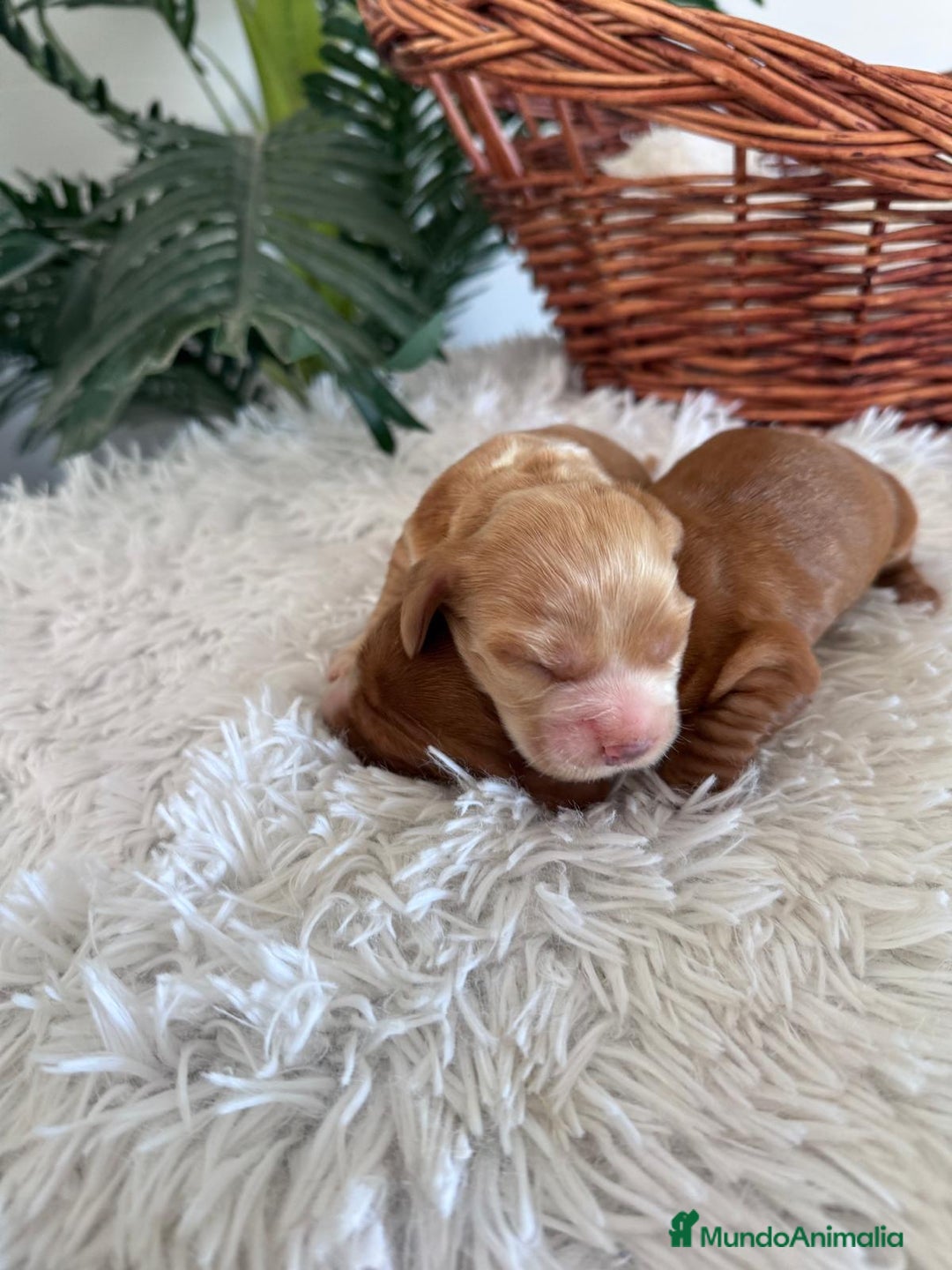 Cocker Spaniel Inglés perros en venta: COCKER SPANIEL INGLÉS HEMBRA - Imagen 9