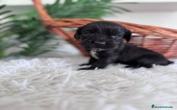 Cocker Spaniel Inglés perros en venta: COCKER SPANIEL INGLES - Imagen 17