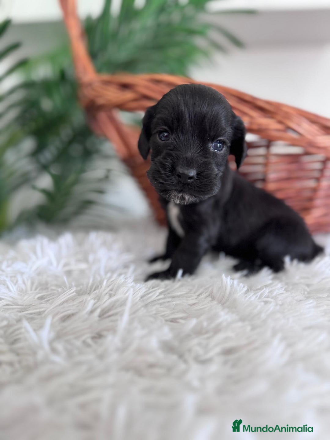 Cocker Spaniel Inglés perros en venta: COCKER SPANIEL INGLES - Imagen 17