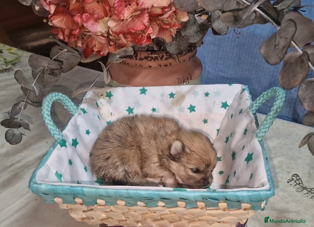 Pomerania perros en venta: Pomeranias toy - Imagen 5