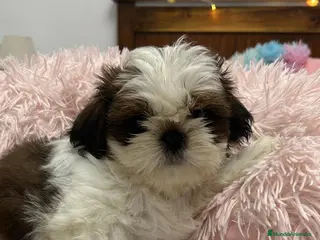 Shih Tzu perros SHIH TZU DISPONIBLES - Anuncio 1