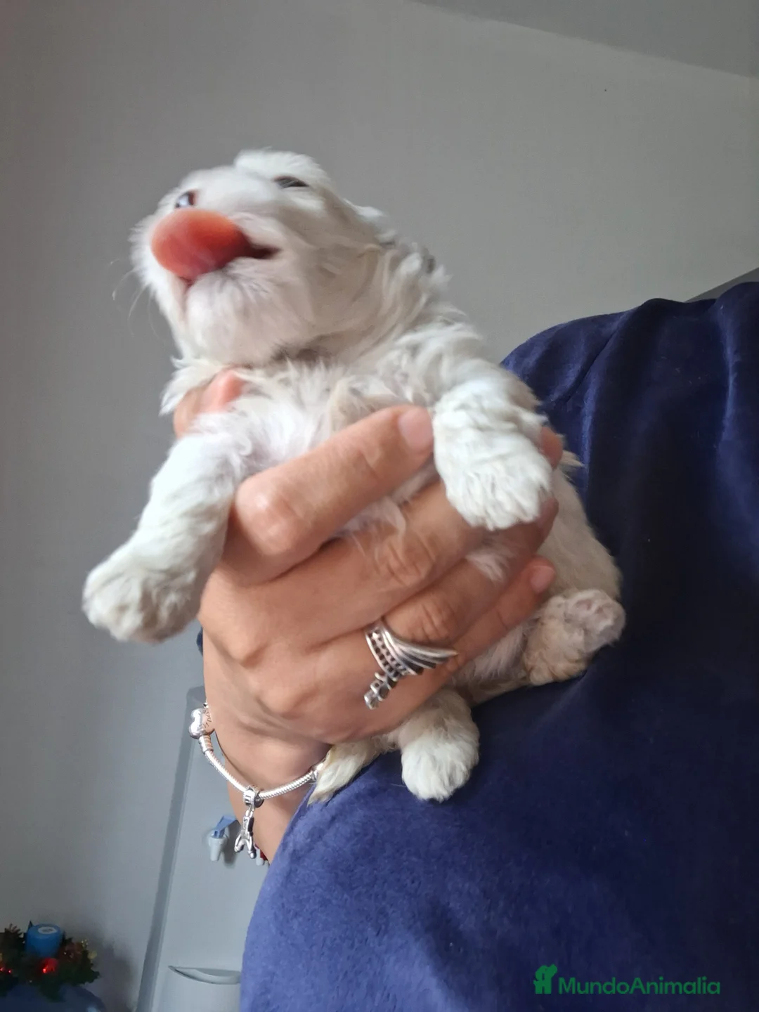 Bichón Maltés perros en venta: Bichón maltés  - Anuncio 4