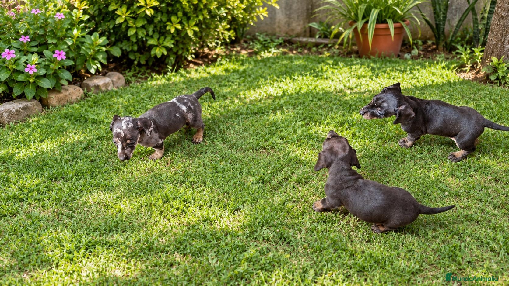 Teckel Miniatura perros en venta: TECKELS MINIATURAS PRECIOSA CAMADA  - Anuncio 2