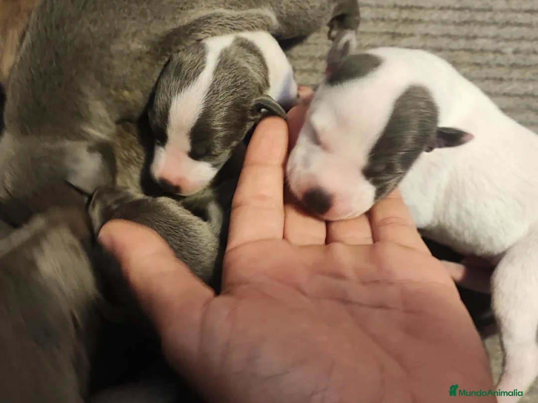Whippet perros en venta: WHIPPET EXÓTICOS - Anuncio 5
