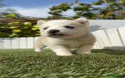 Husky Siberiano perros en venta: HUSKY - Imagen 3