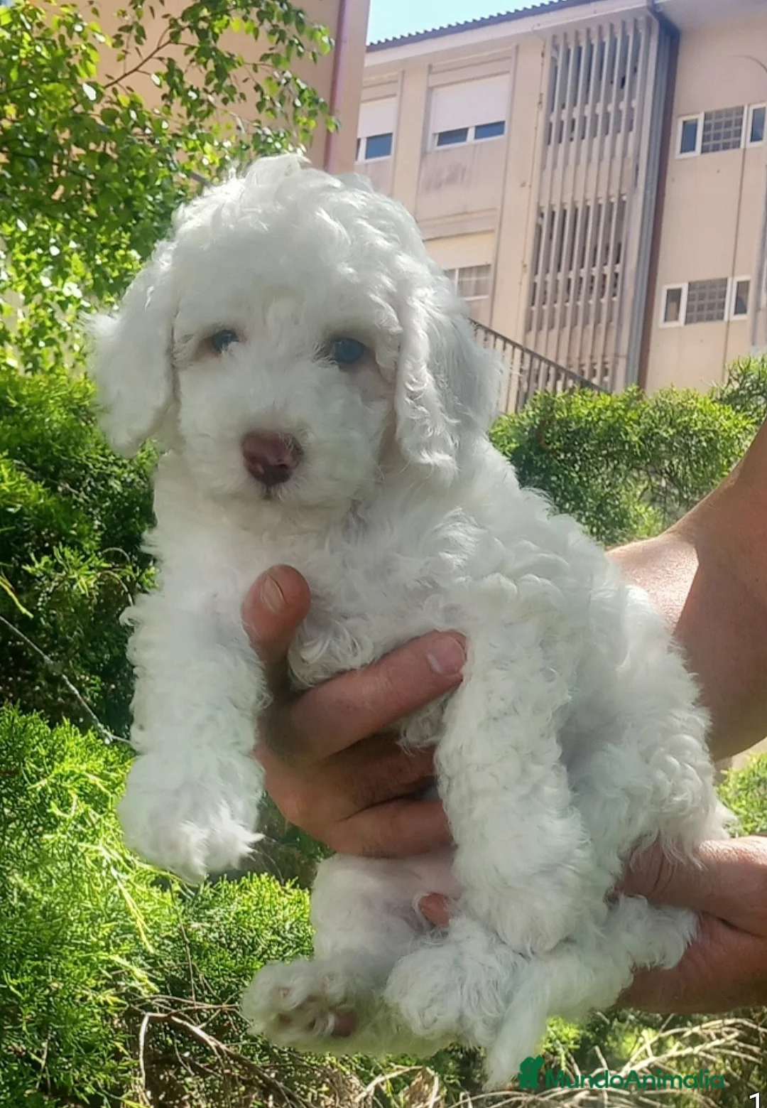 Caniche Toy perros en venta: Caniche Toy  - Anuncio 2