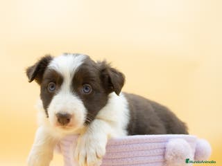 Border Collie perros BORDER COLLIE CHOCOLATE DISPONIBLES - Anuncio 20