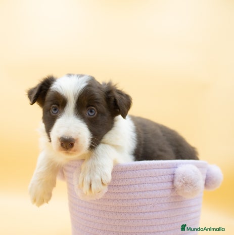 Border Collie perros BORDER COLLIE CHOCOLATE DISPONIBLES - Anuncio 4