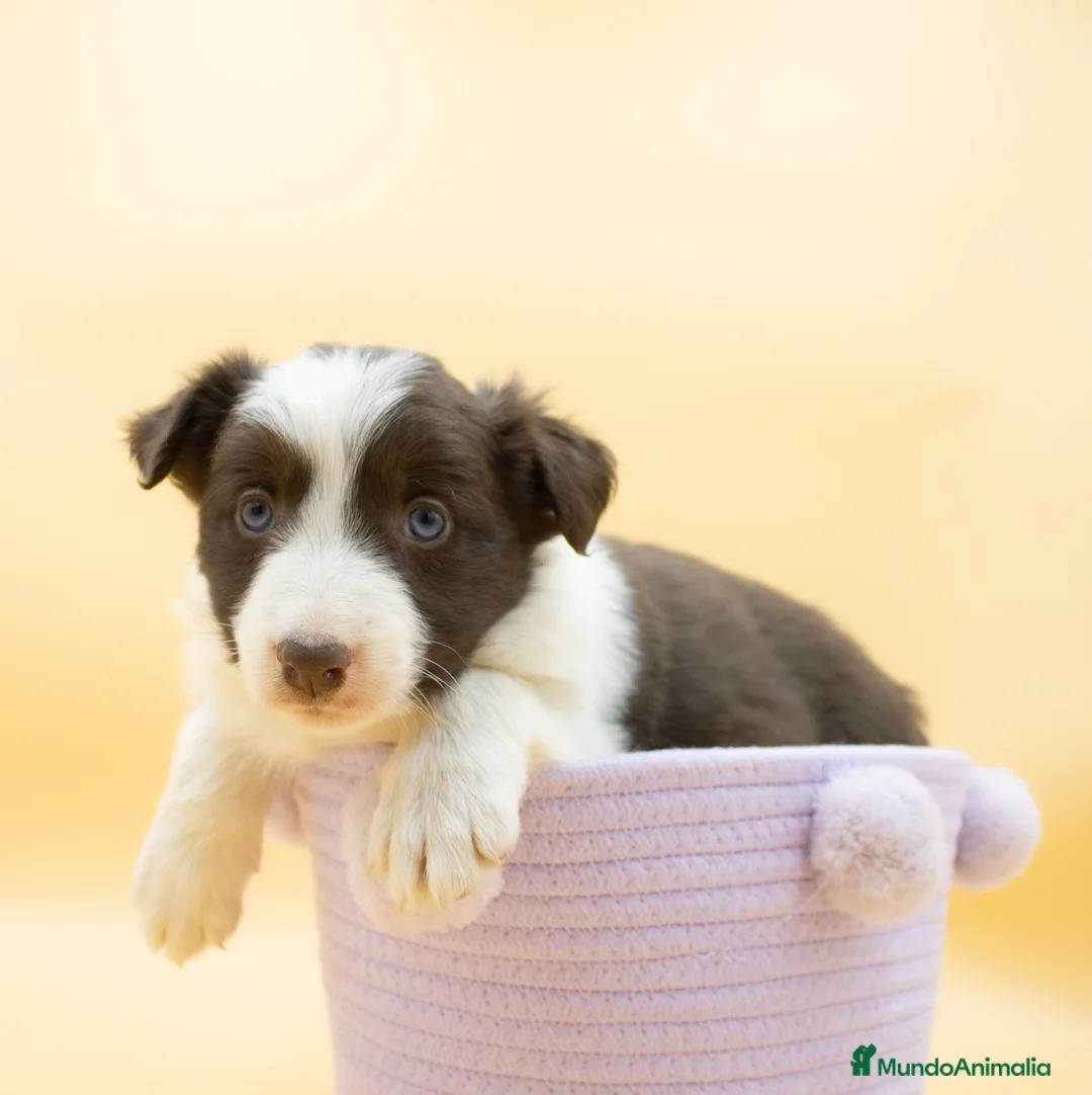 Border Collie perros en venta: BORDER COLLIE CHOCOLATE DISPONIBLES - Anuncio 1