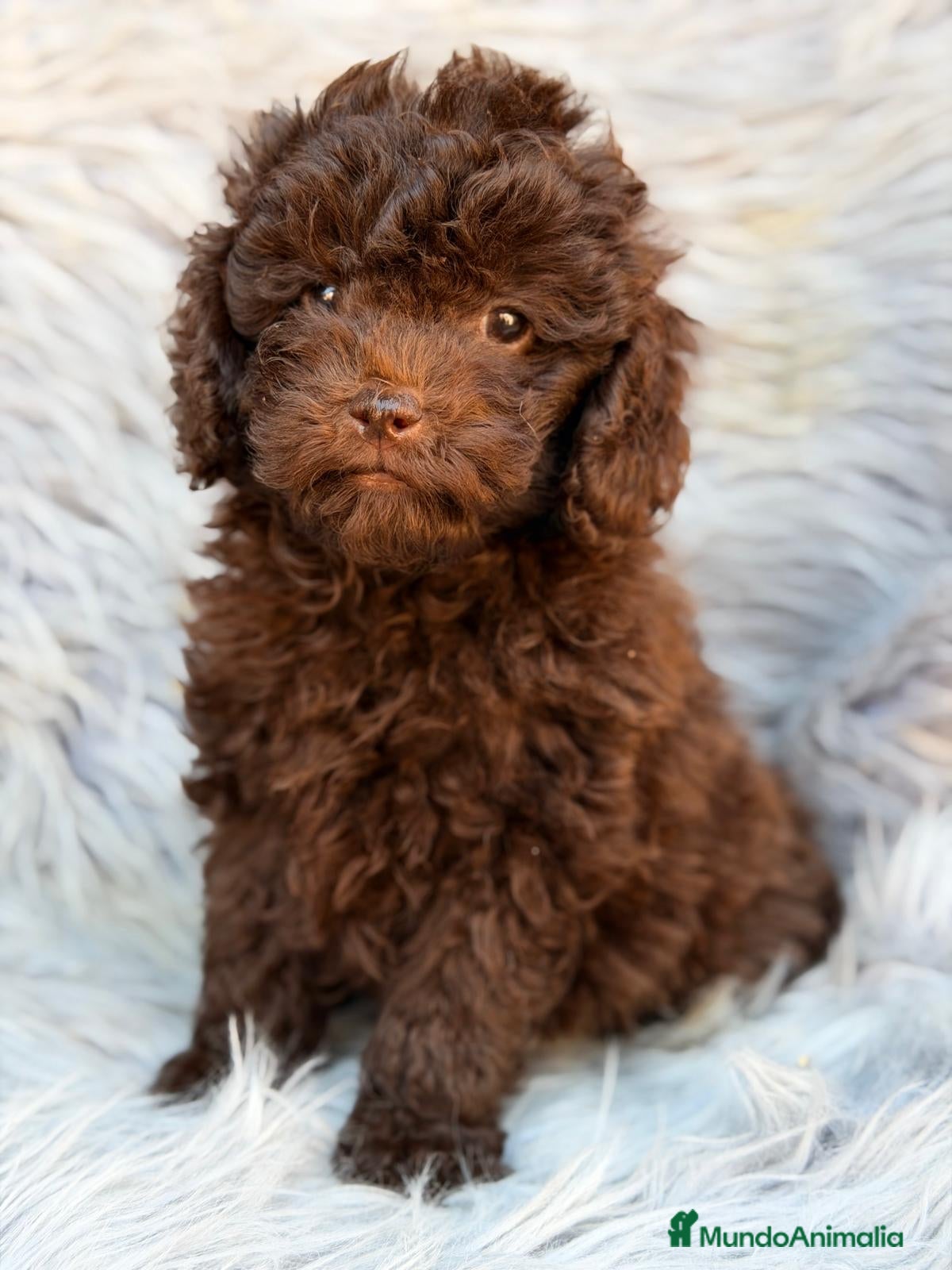 Maltipoo perros MALTIPOO CHOCOLATE  - Anuncio 1