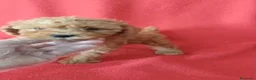 Caniche Enano perros en venta: Caniche Enano  - Anuncio 2