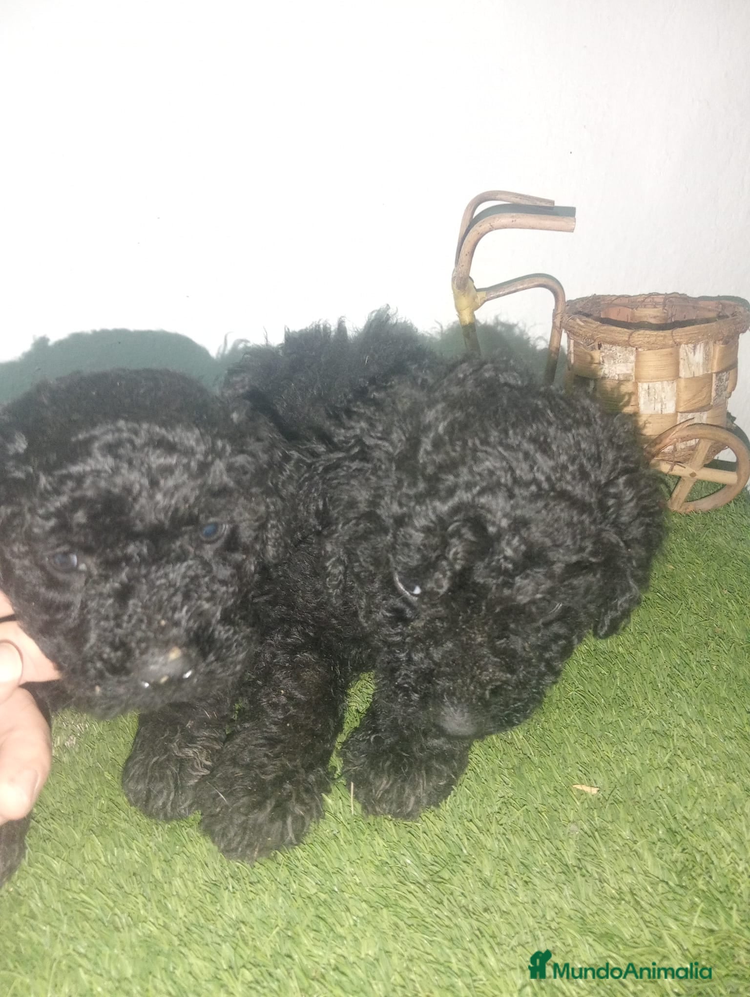 Perro de Agua Español perros Perros de agua  - Anuncio 2