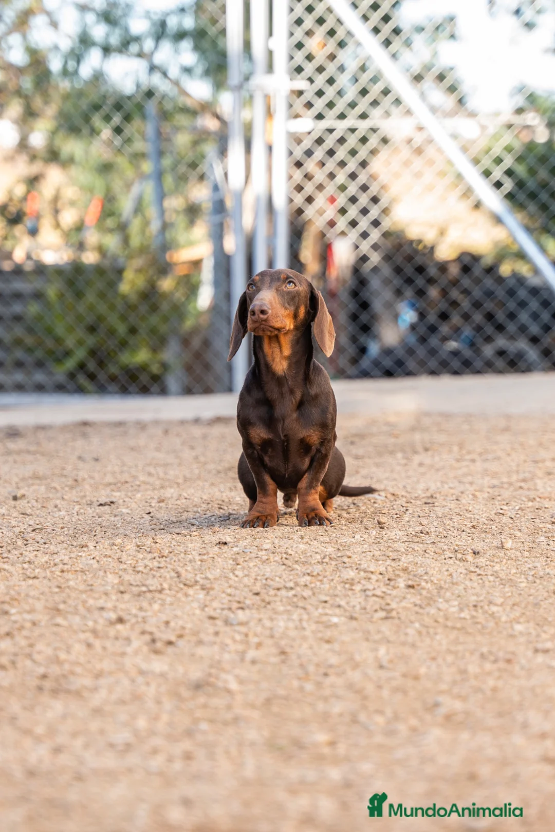 Teckel Miniatura perros para monta: DISPONIBLE TECKEL CHOCOLATE PARA MONTAS - Anuncio 2