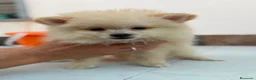 Pomerania perros en venta: Pomeranias disponibles🐶 - Anuncio 15