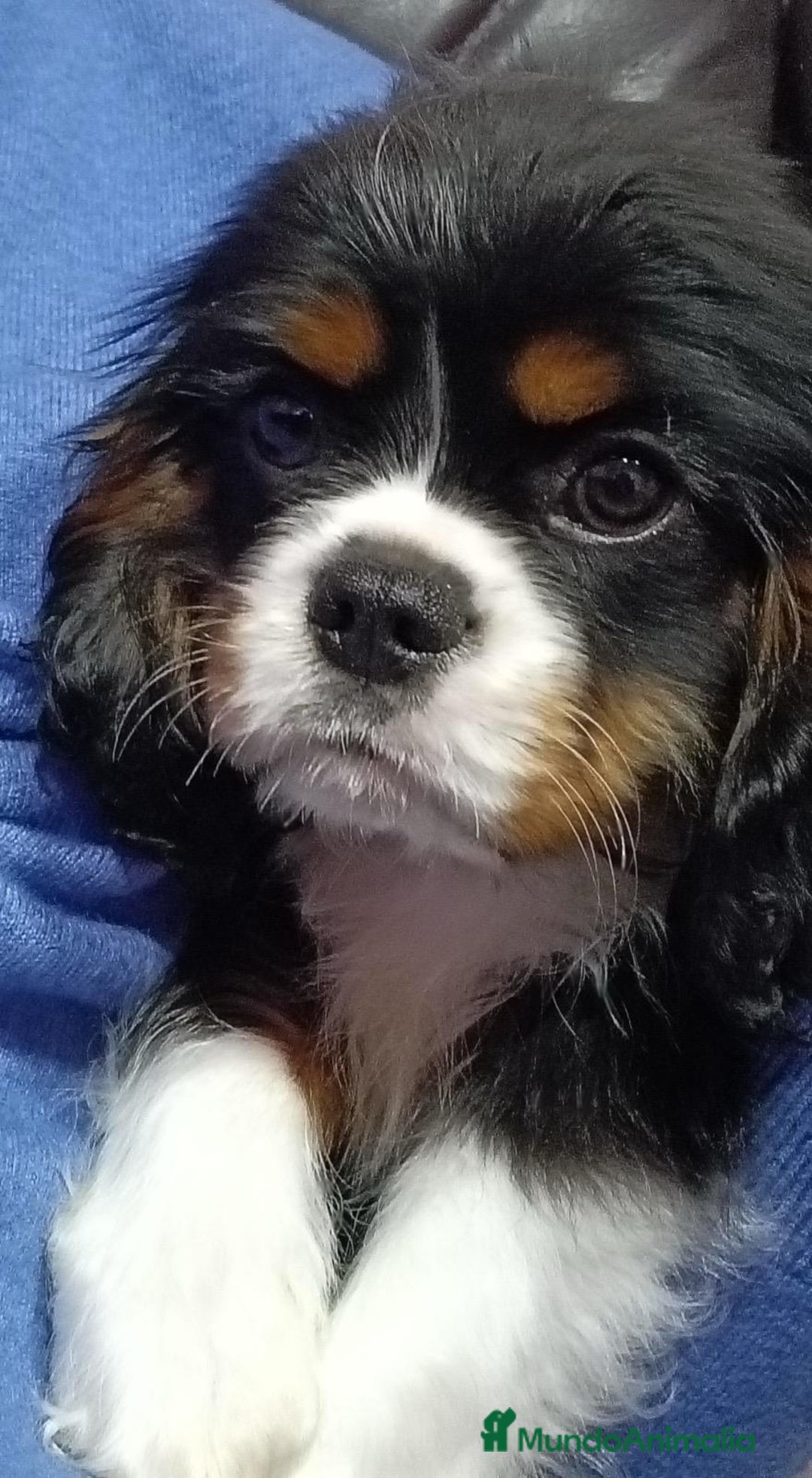 Cavalier King Charles Spaniel perros en venta: Cavalier macho tricolor  - Anuncio 3