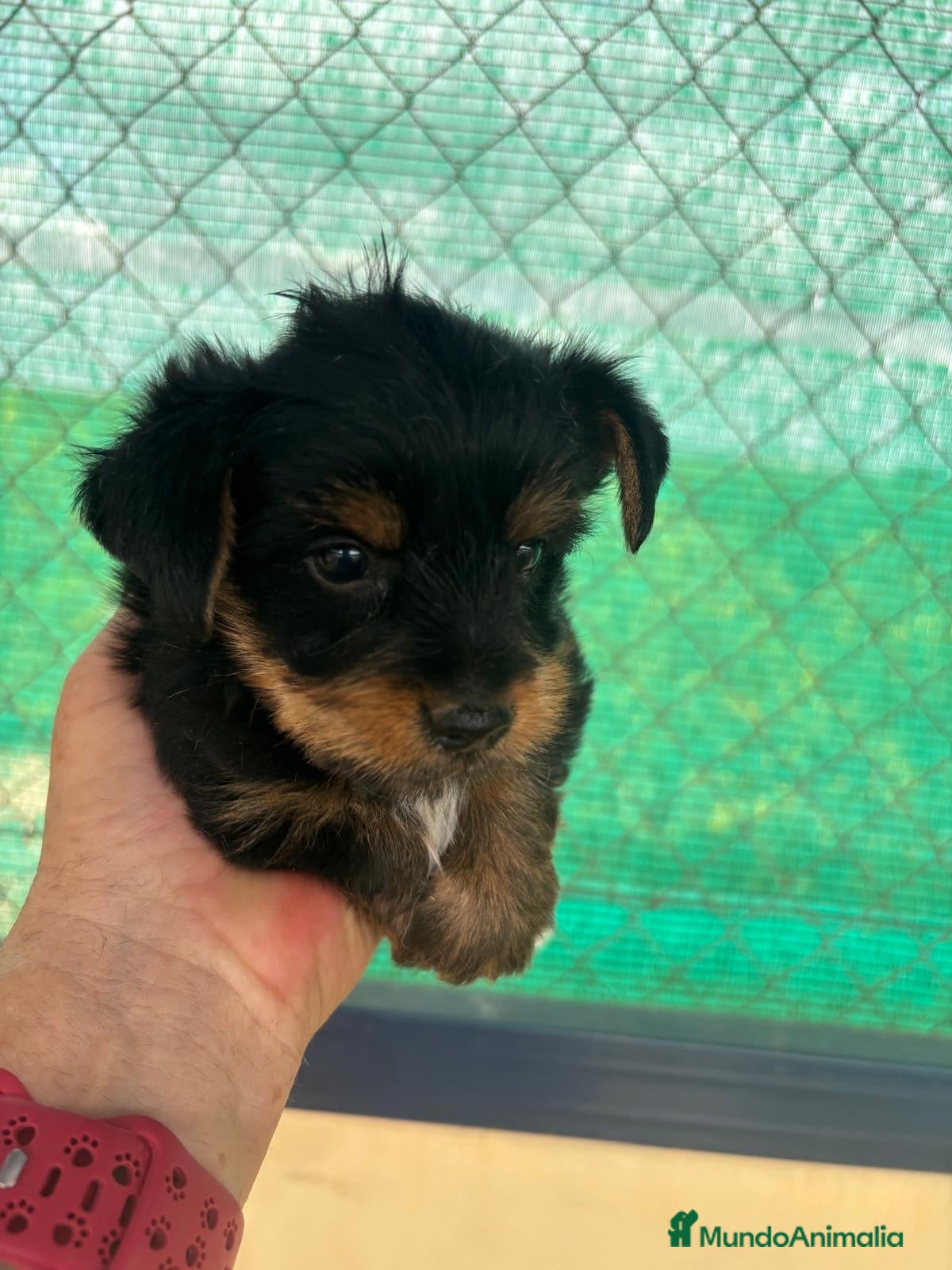 Yorkshire Terrier perros CACHORRO DE YORKSHIRE - Anuncio 2