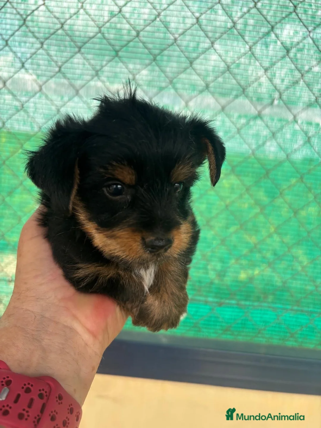 Yorkshire Terrier perros en venta: CACHORRO DE YORKSHIRE - Anuncio 1