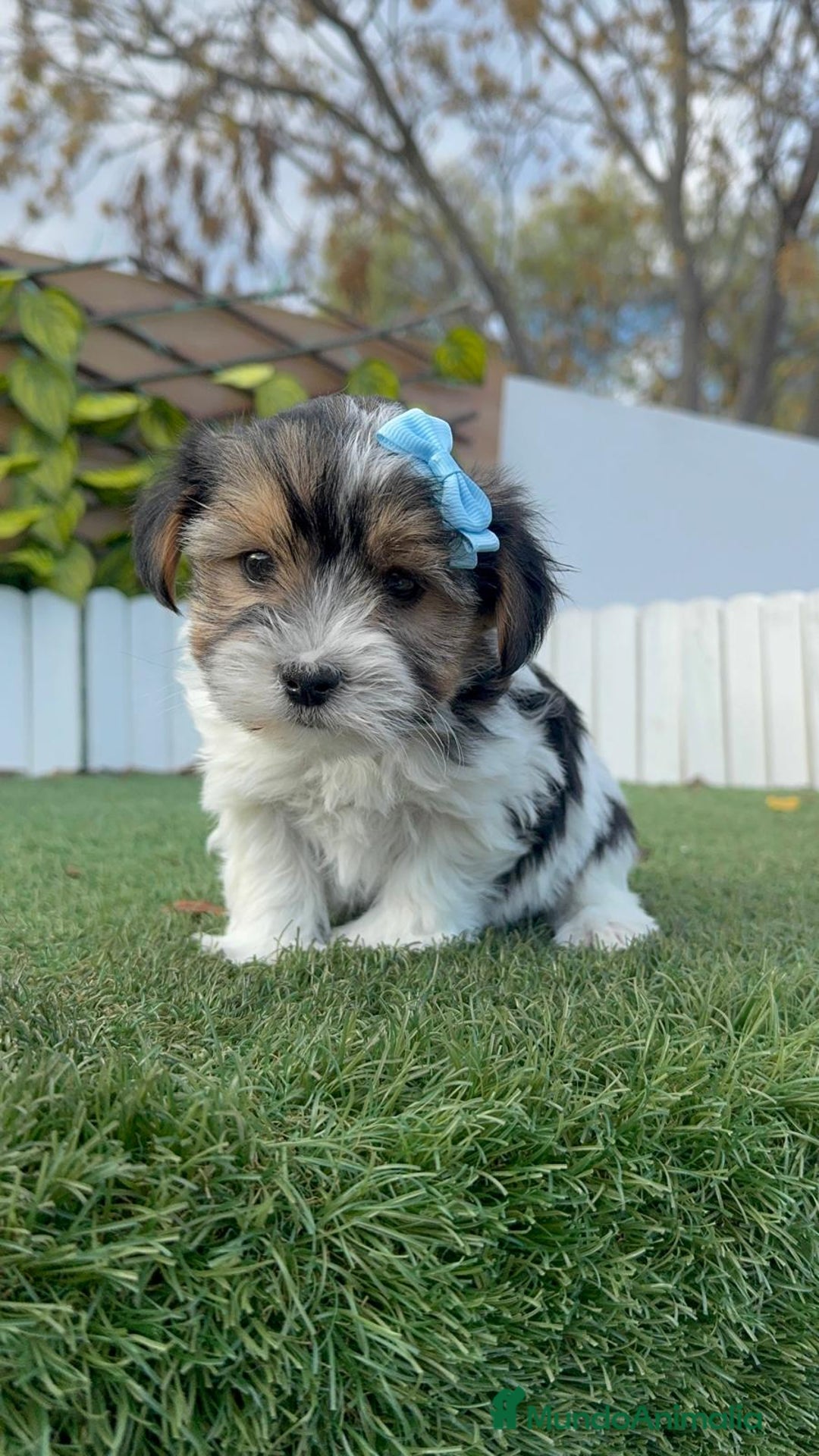 Yorkshire Terrier perros en venta: YORKSHIRE BIEWER - Anuncio 2