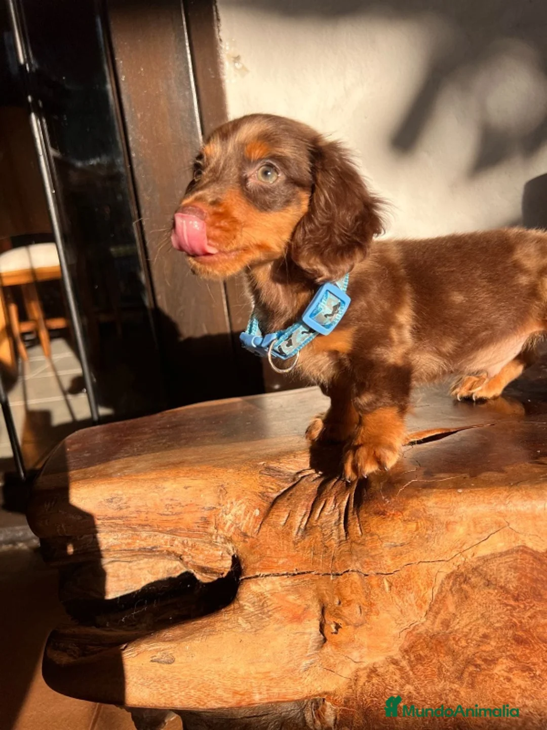 Teckel Miniatura perros en venta: TECKEL ARLEQUIN PELO LARGO  - Anuncio 3