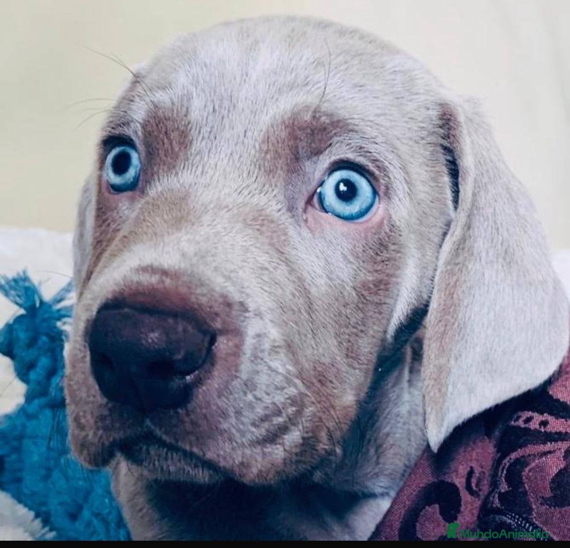Weimaraner perros en venta: Braco de weimar  - Anuncio 7