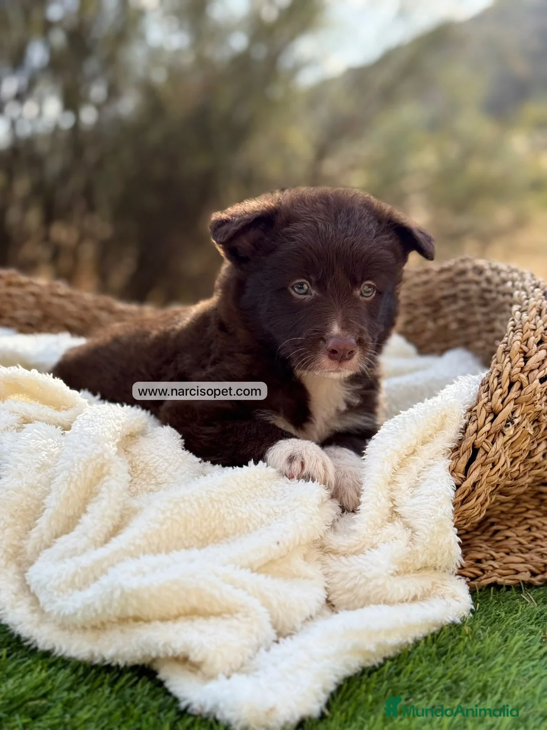 Border Collie perros en venta: BORDER COLLIE CHOCOLATE - Anuncio 5