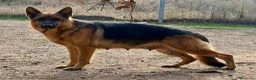 Pastor Alemán perros en venta: pastor alemán belleza alto standing - Anuncio 1