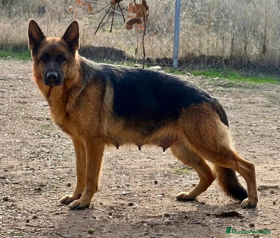 Pastor Alemán perros en venta: pastor alemán belleza alto standing - Anuncio 1