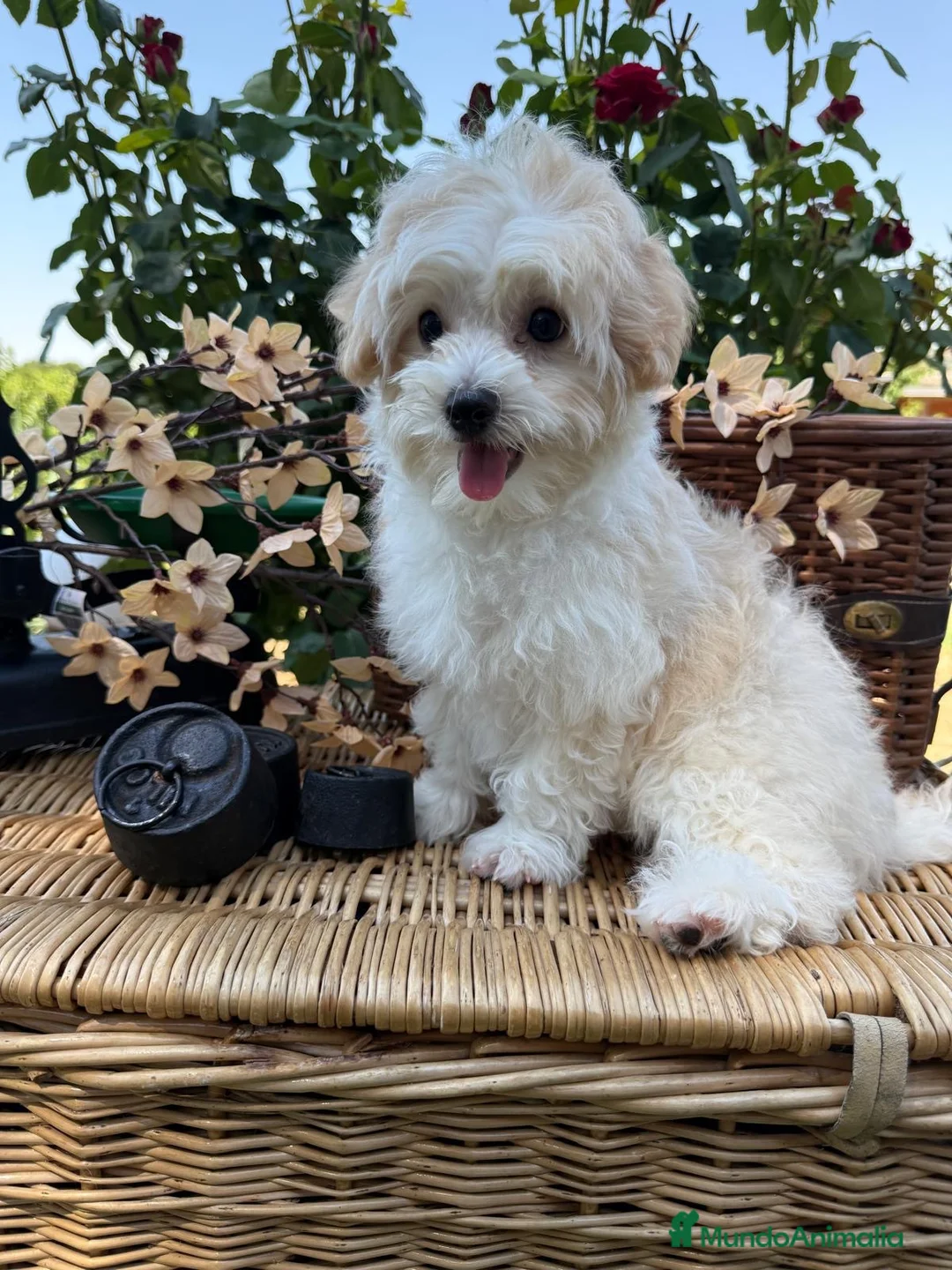 Maltipoo perros en venta: Maltipoo de tres meses machos !!! - Anuncio 2