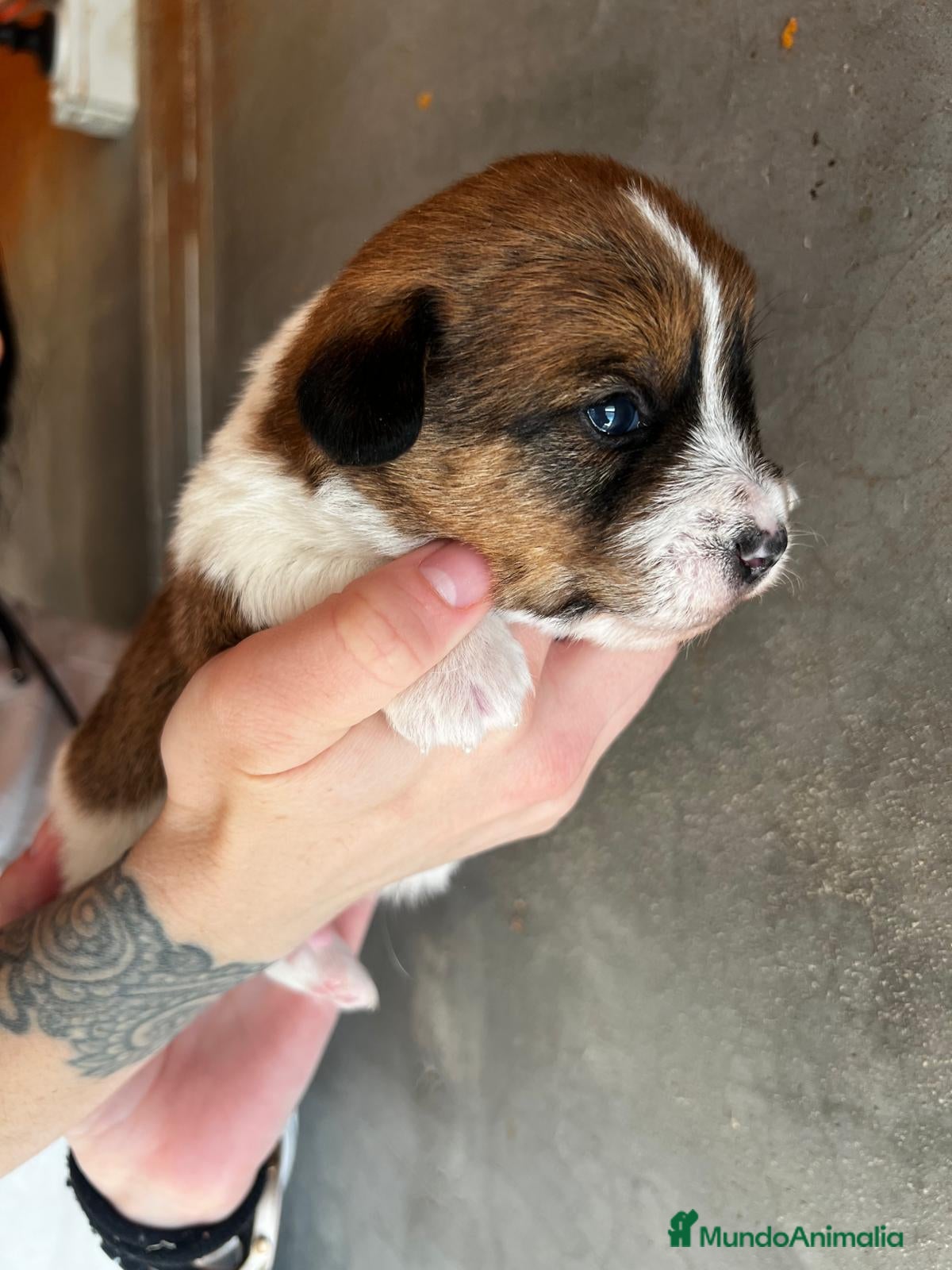 Jack Russell Terrier perros JACK RUSSEL TERRIER  en Barcelona - Anuncio 10
