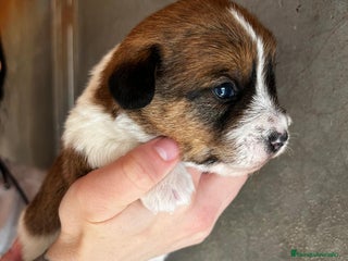 Jack Russell Terrier perros en Barcelona - Anuncio 18