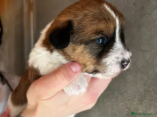 Jack Russell Terrier perros JACK RUSSEL TERRIER en Barcelona - Anuncio 3