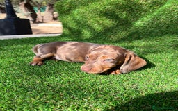 Teckel Miniatura perros en venta: Teckel mini ( DISPONIBLES )  - Imagen 1