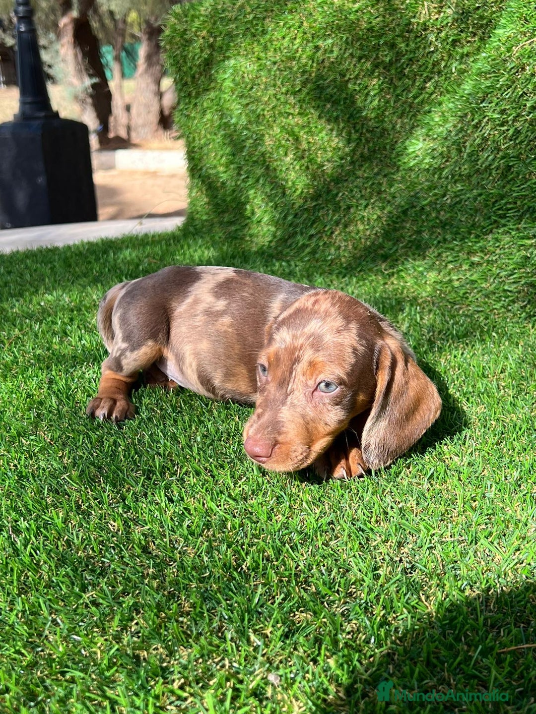 Teckel Miniatura perros en venta: Teckel mini ( DISPONIBLES )  - Imagen 1