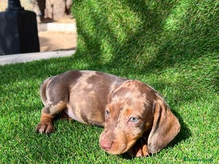 Teckel Miniatura perros Teckel mini ( DISPONIBLES ) - Anuncio 26